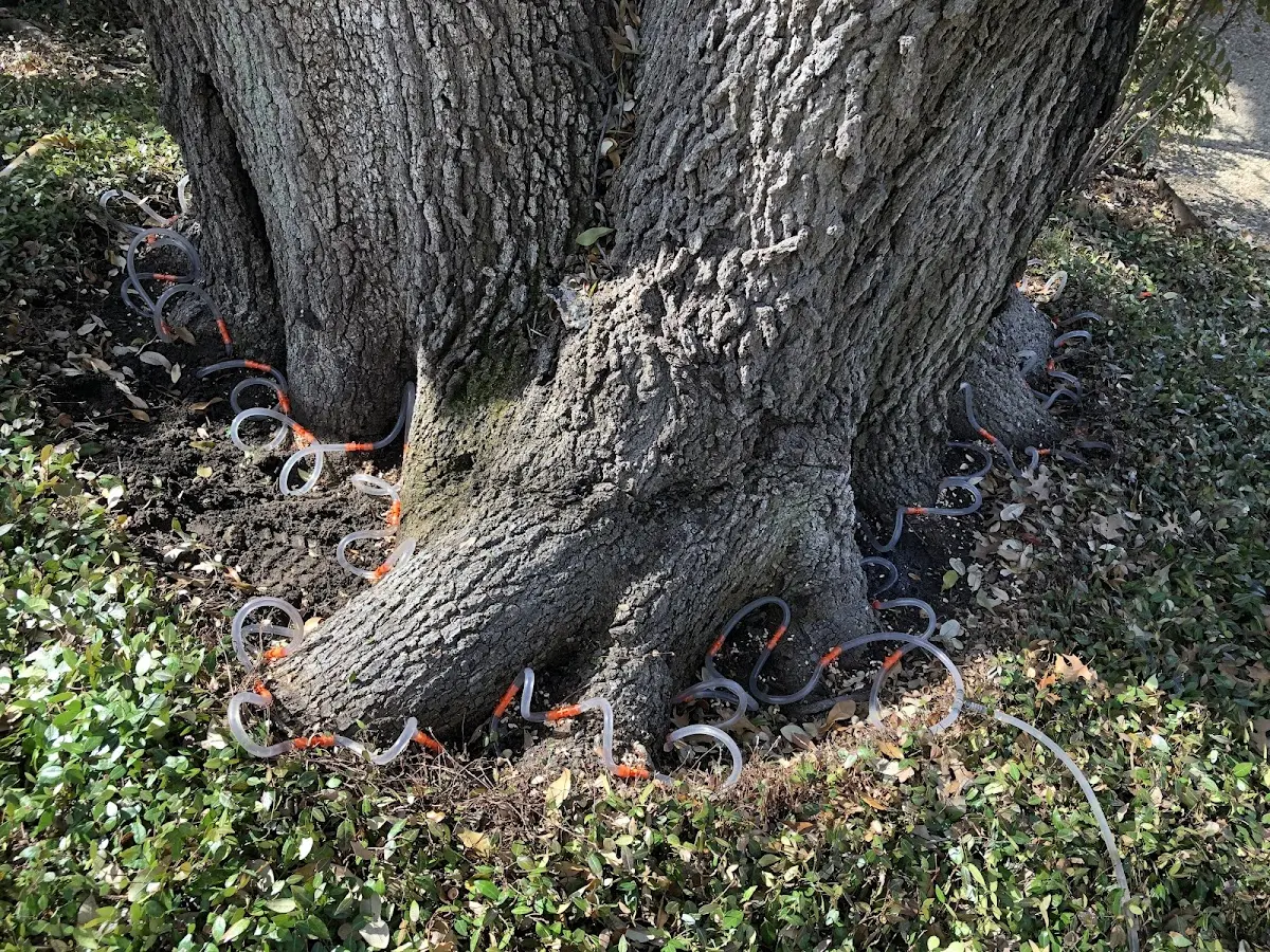 Detailed Tree Cabling and Bracing job site in Elk Garden