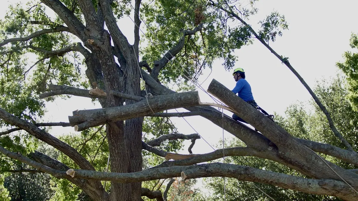 Professional Crown Thinning performed by certified arborists in Elk Garden