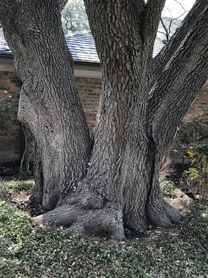 Mature heritage tree close to a Elk Garden property cared for by certified arborists